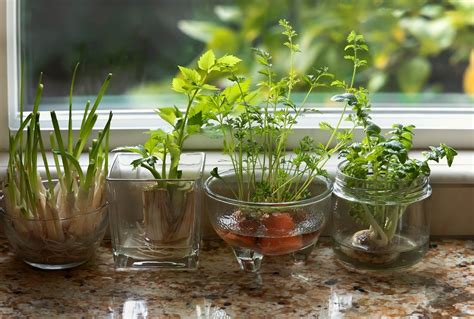 水 種 植物|【懶人植物指南】15種水種的室內植物 淨化空氣及使家居及辦公。